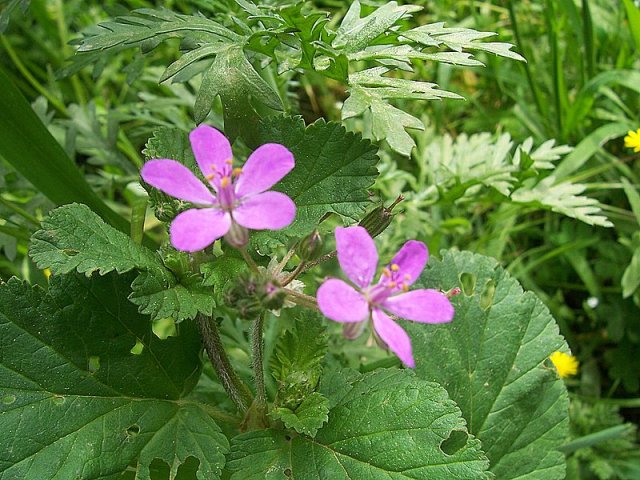 Erodium malacoides / Becco di gru malvaceo